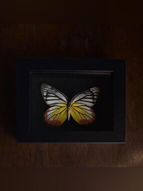 Framed butterfly specimen